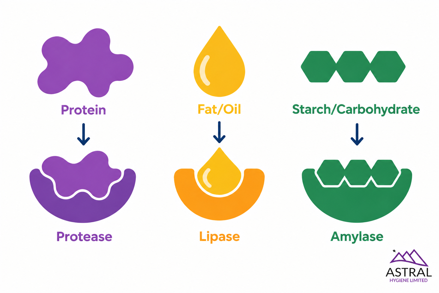 Diagram showing how enzymes break down protein, fat and oil, and starch or carbohydrates in cleaning products