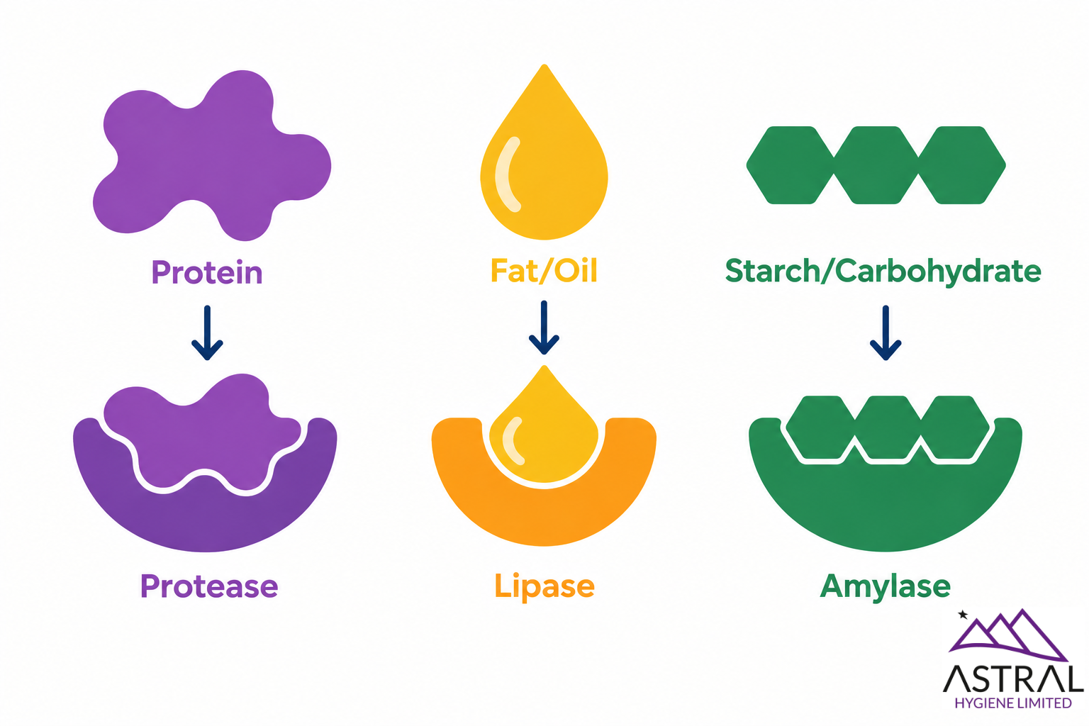 Diagram showing how enzymes break down protein, fat and oil, and starch or carbohydrates in cleaning products